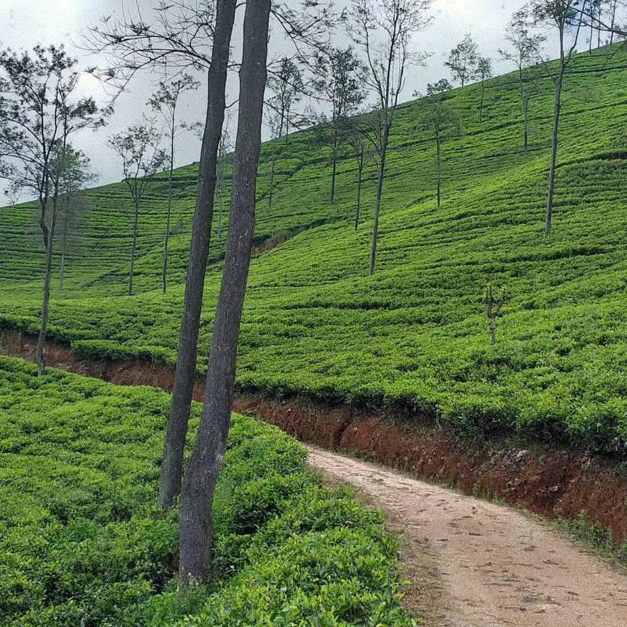 Tea Villas 埃拉 外观 照片